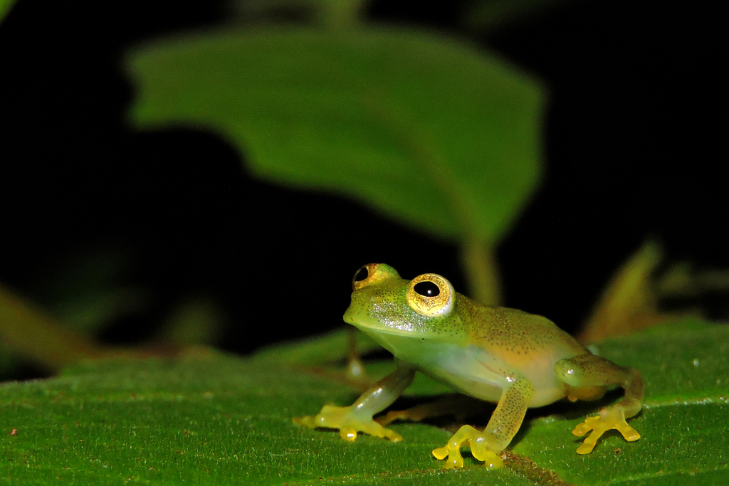 Vitreorana baliomma