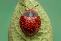 Botanochara macularia