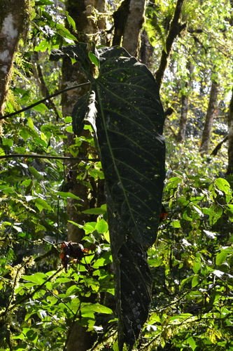 Anthurium metallicum, photograph 2
