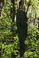(c) EstebanMH, some rights reserved (CC BY) Anthurium metallicum, photograph (c) EstebanMH, some rights reserved (CC BY)
