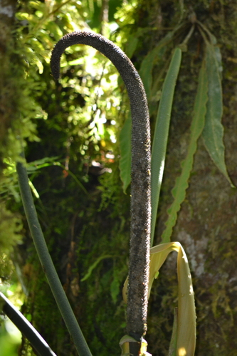 Anthurium metallicum, photograph 1