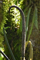 (c) EstebanMH, some rights reserved (CC BY) Anthurium metallicum, photograph (c) EstebanMH, some rights reserved (CC BY)