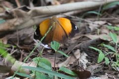 Doleschallia bisaltide australis