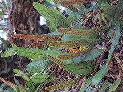 Microgramma squamulosa