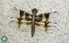 Palpopleura portia