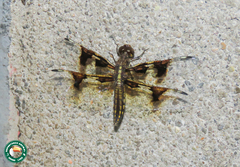 Palpopleura portia