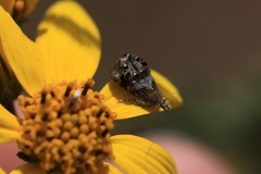 Tebenna gnaphaliella