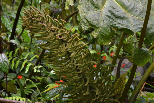 Gunnera brephogea (Gunnera brephogea)