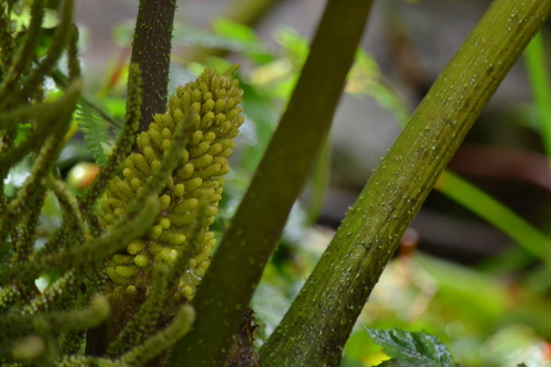 Gunnera brephogea, photograph 3