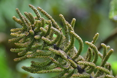 Gunnera brephogea, photograph (c) EstebanMH, some rights reserved (CC BY)