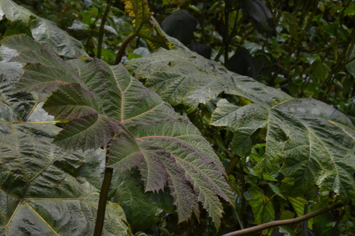 Gunnera brephogea, photograph 2