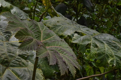 Gunnera brephogea, photograph (c) EstebanMH, some rights reserved (CC BY)