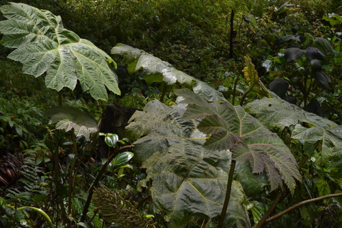 Gunnera brephogea