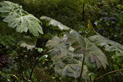 Gunnera brephogea