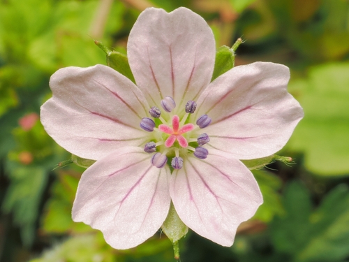 Nepal Geranium