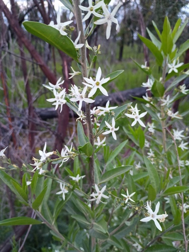 large-leaf ray flower (Cyphanthera anthocercidea)