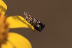 Tebenna gnaphaliella