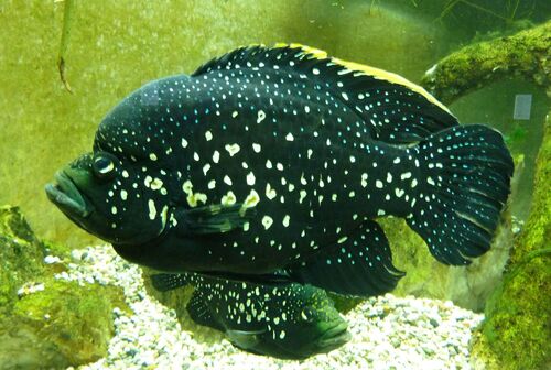 Paratilapia