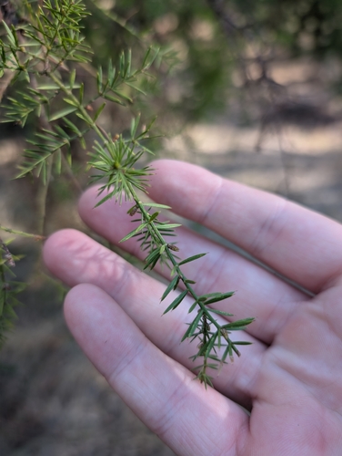 Prickly moses