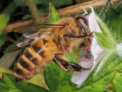 Asian Honey Bee