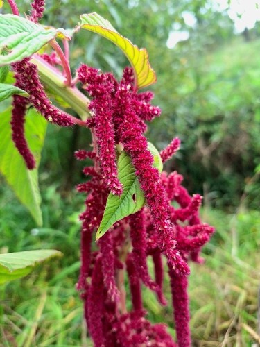 Amaranthus caudatus, photograph 3