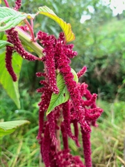 (c) Courtney Tregurtha-Nairn, some rights reserved (CC BY) Amaranthus caudatus, photograph (c) Courtney Tregurtha-Nairn, some rights reserved (CC BY)