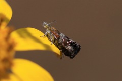 Tebenna gnaphaliella