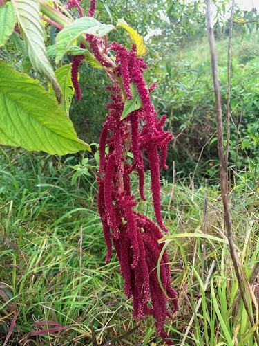 Amaranthus caudatus, photograph 4