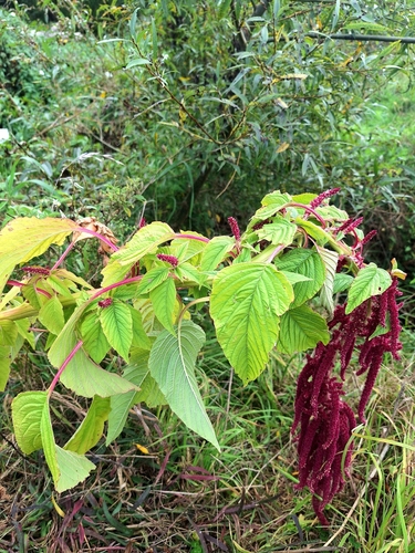 Amaranthus caudatus, photograph 5