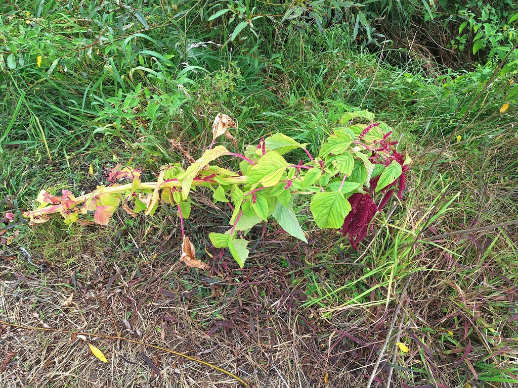 Amaranthus caudatus; photograph (c) Courtney Tregurtha-Nairn, some rights reserved (CC BY)