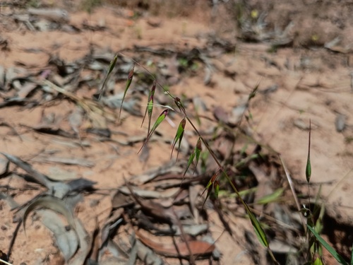longflower veldtgrass (Ehrharta longiflora)