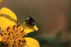 Tebenna gnaphaliella