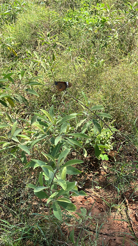 African Plain Tiger