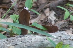 Doleschallia bisaltide australis
