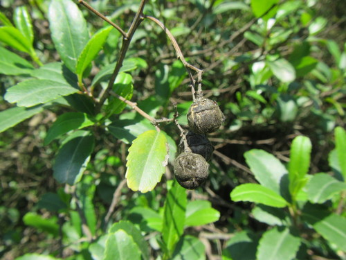 Image of Noltea africana by (c) douglaseustonbrown, some rights reserved (CC BY-SA)