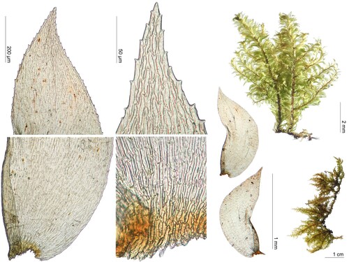 Isodrepanium lentulum observed 2001-03-25