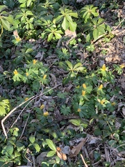 Eranthis