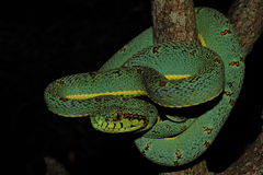 Bothrops bilineatus