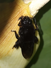 Eulaema nigrita