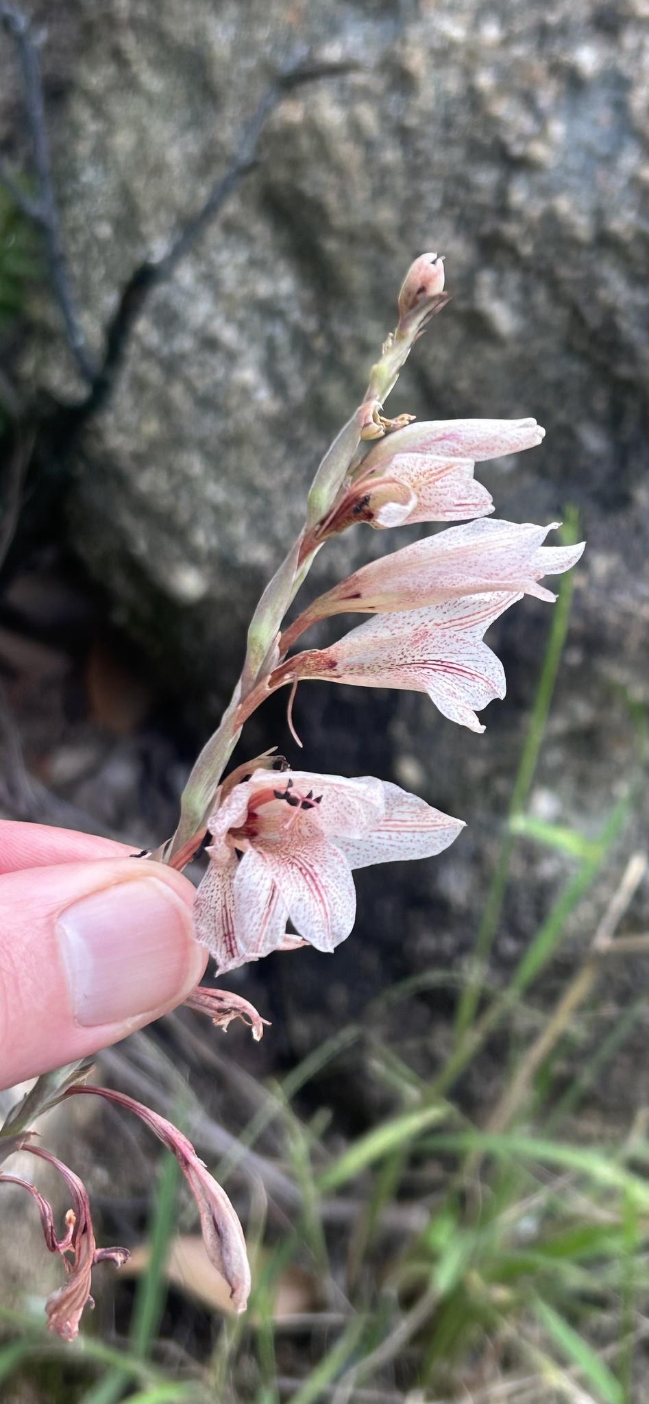 Gladiolus