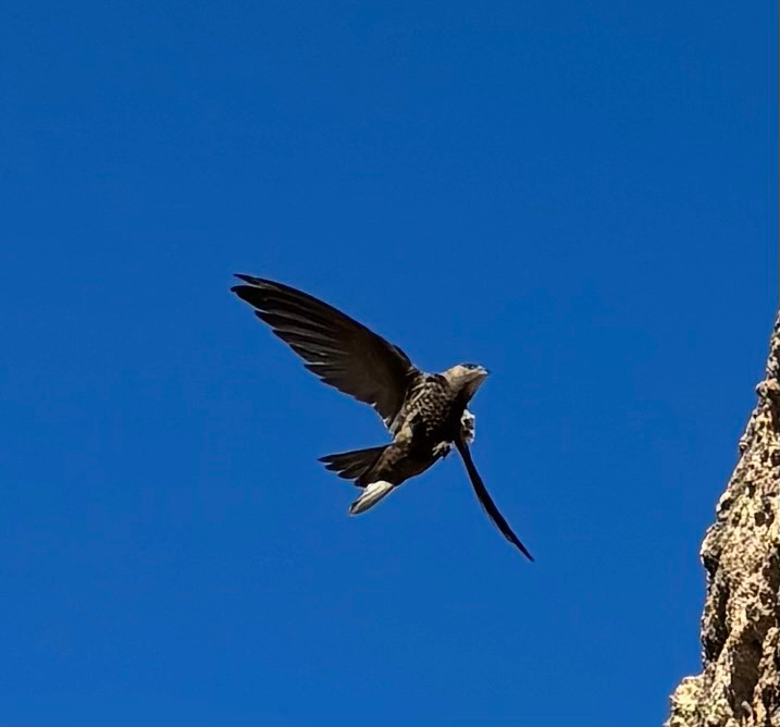 Apus apus (Linnaeus, 1758)