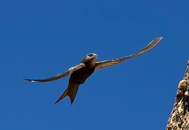 Apus apus (Linnaeus, 1758)