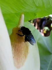 Eulaema nigrita