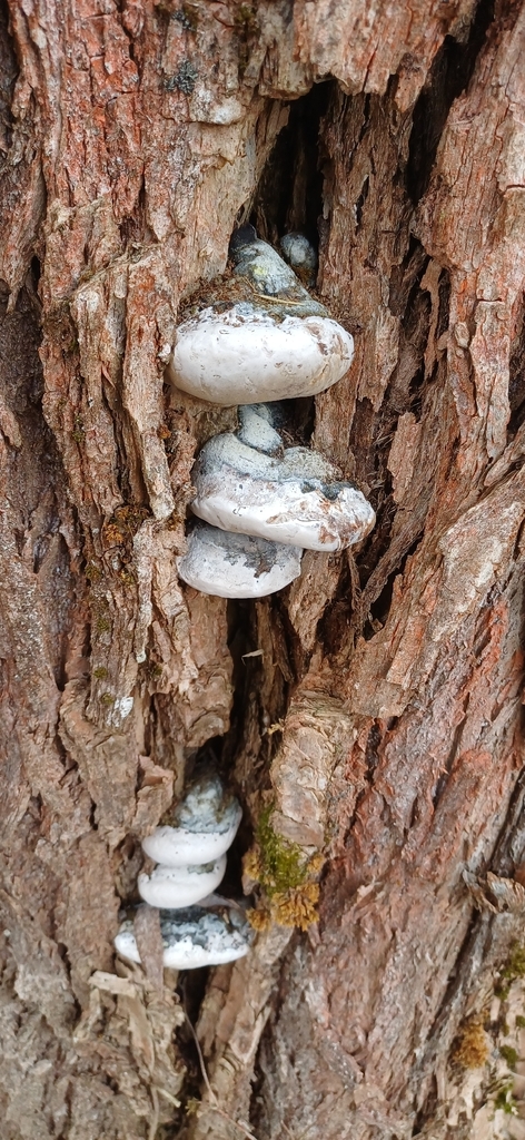 Phellinus igniarius · March 2026 · photo: © mikkohei13 (iNaturalist, cc0)