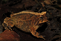 Proceratophrys schirchi