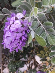 Dermatophyllum arizonicum