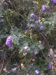 Dermatophyllum arizonicum