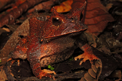 Proceratophrys renalis