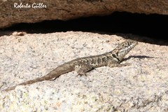 Tropidurus etheridgei