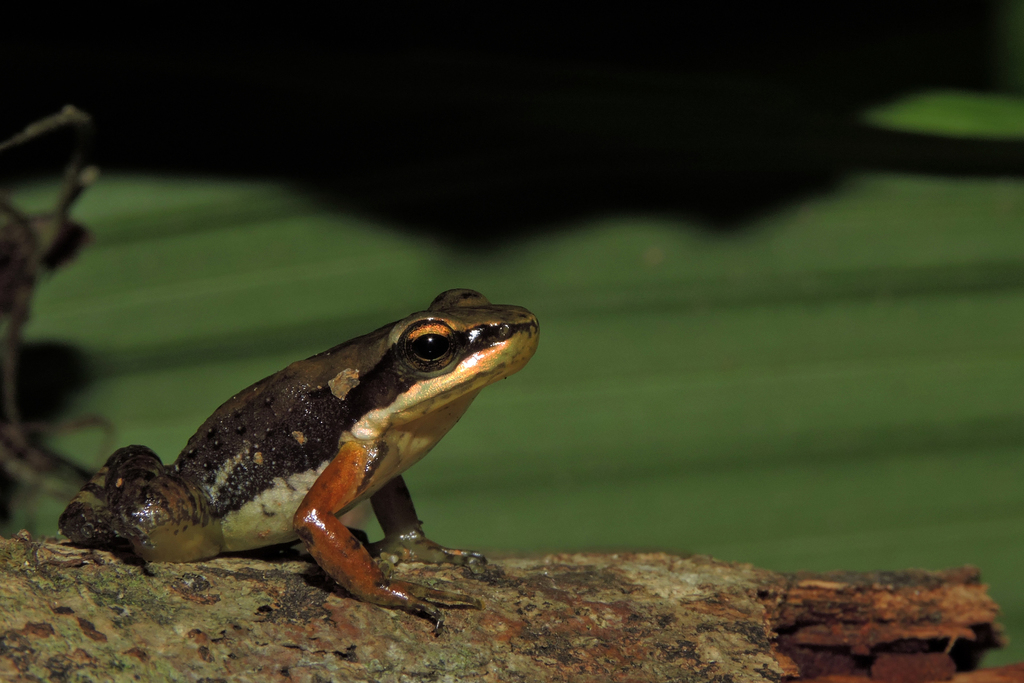 Duas Barras Spinythumb Frog